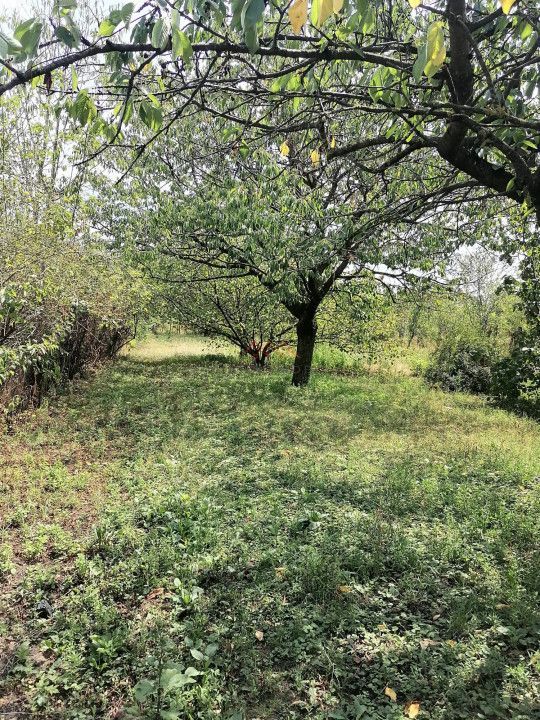 Casa 3 camere + Anexe, garaj, teren 2500 m2, an 1974, CT, Magurele, PH - Poză 8