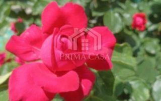 Casa zona Dorobanti teren 500mp toate utilitatile 58.000 euro - Poză 9