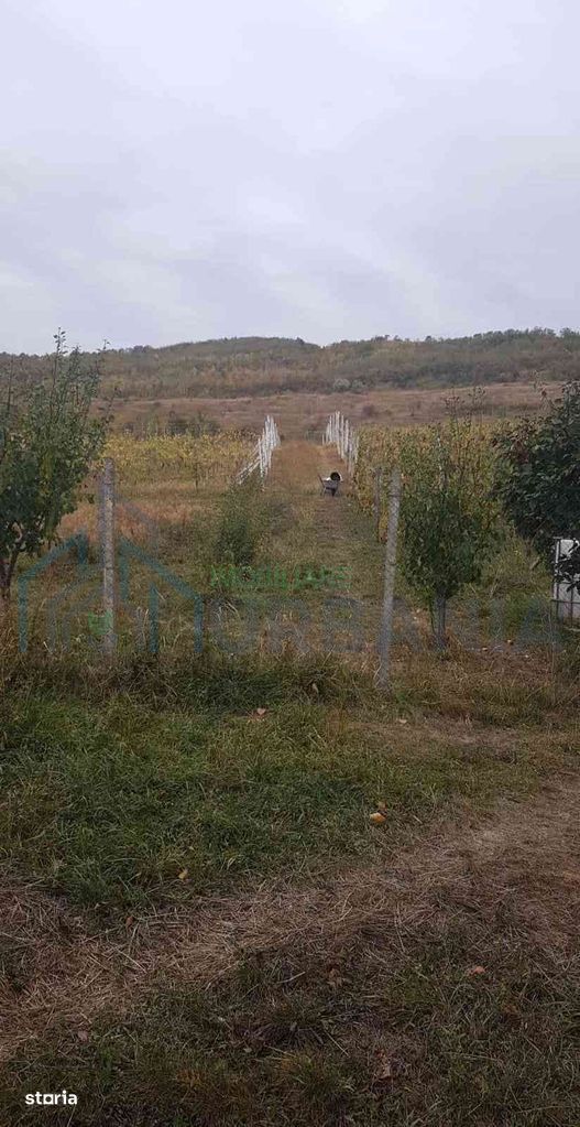 Teren intravilan de vânzare - 6200mp, pădure în apropiere - Poză 1