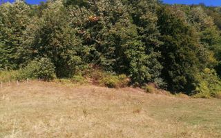 Teren Extravilan 20.000Mp I Stoenești -Vâlcea I Apă Curentă și Pădure - Poză 9