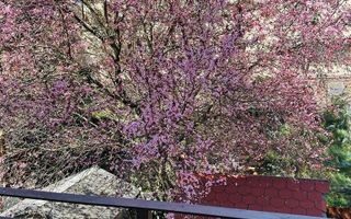 Casa cu 5 camere si garaj - la 100 ml distanta de lacul Grivita - Poză 8