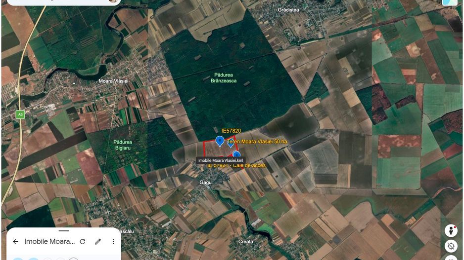 Teren intravilan 50,5 ha – Moara Vlăsiei - Poză 7