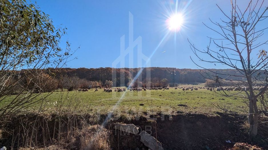 Teren extravilan in Tropinii Noi (Rasinari)-2592 mp - Poză 4