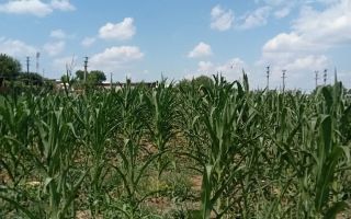 Teren intravilan de vânzare în Războieni, comuna Ion Neculce, Iași - Poză 2