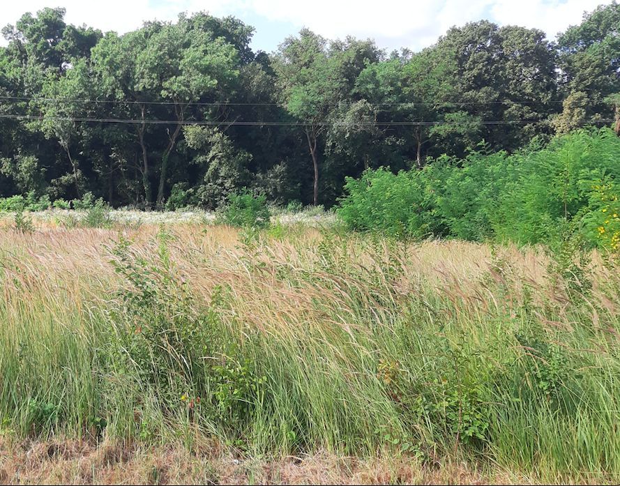 TEREN DUMBRAVITA APROAPE DE PADUREA VERDE - Poză 3