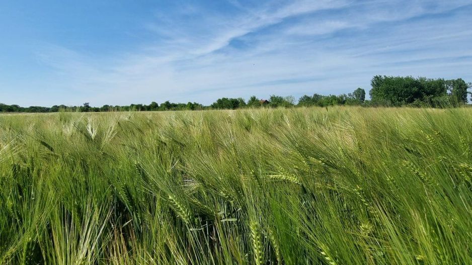 Ferma de Cultura Mare 1100 HA - Poză 12