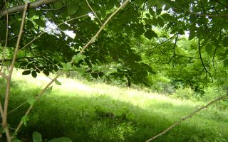 Teren de vanzare Cornu 3074 mp - Poză 2