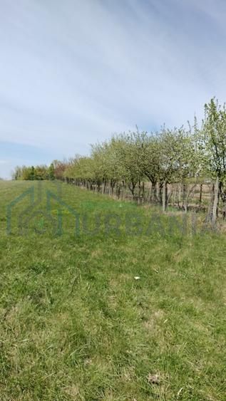 Teren extravilan 7.200 mp, Bordea - Grajduri, oportunitate investiție - Poză 7