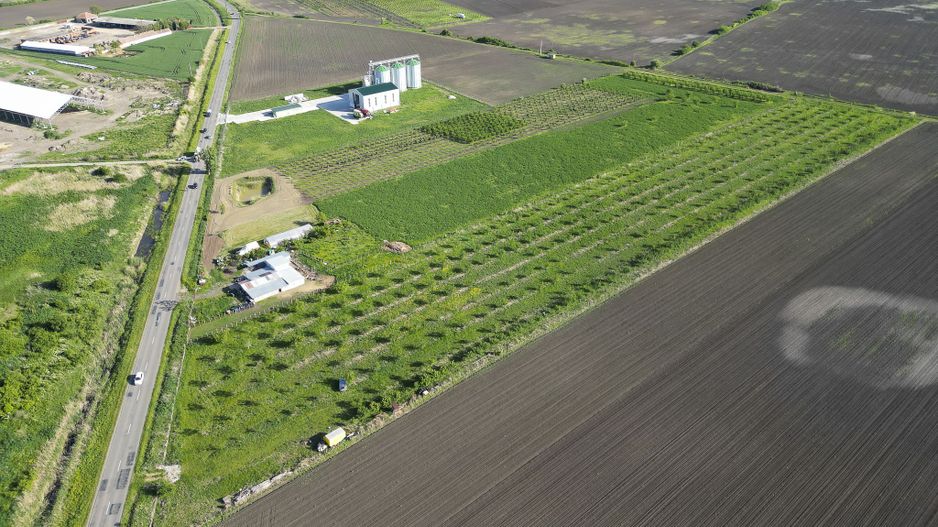 Livadă de nuci și pruni 2.4ha în Variașul Mare - Poză 16