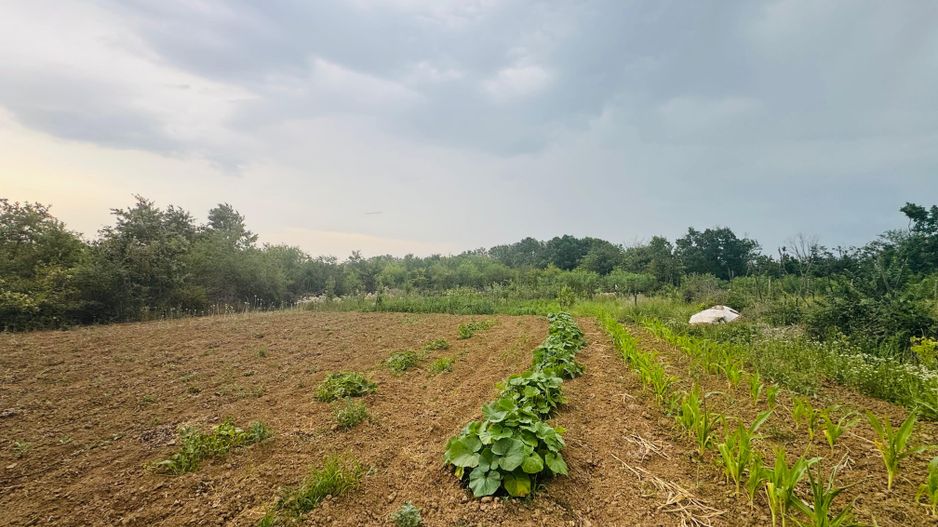 Teren intravilan de vânzare Paleu, zona Piersicilor langa padure - Poză 5