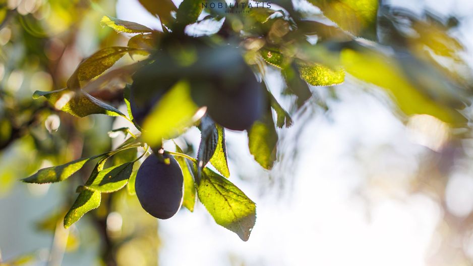 Oferta inchiriata - Casa individuala Dumbravita - Poză 30