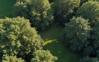 148 ha pădure de stejar, Gorj – compactă, potențial ridicat - Poză 1