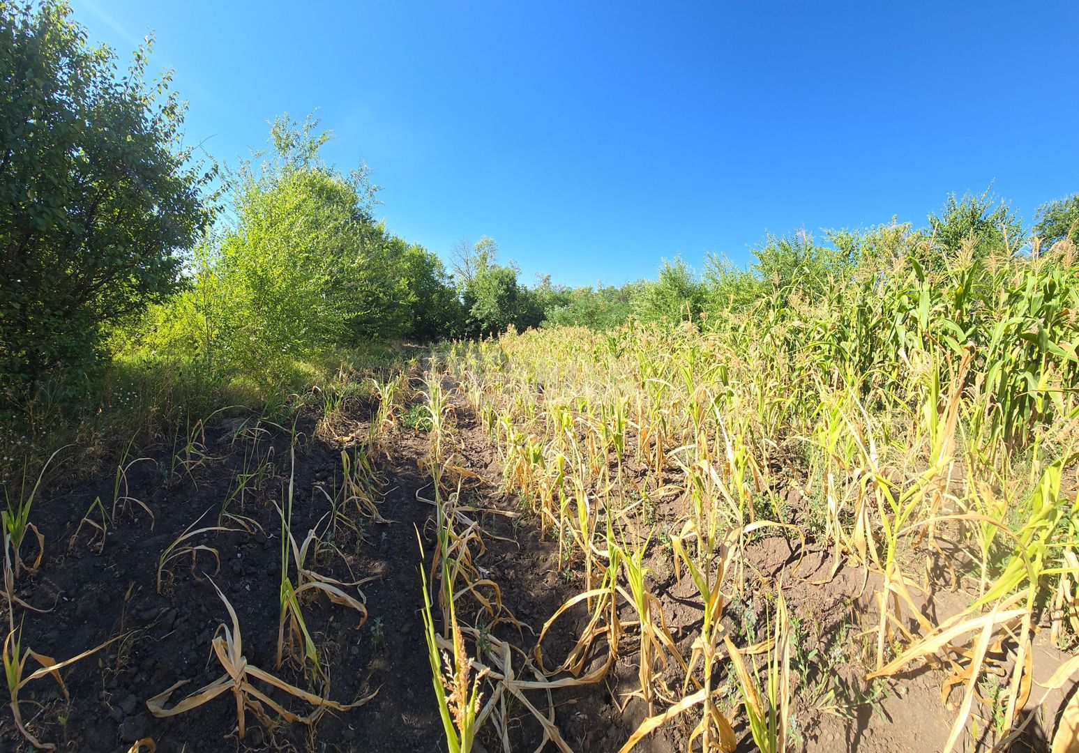 10 ari pentru construcții agroindustriale - Poză 5