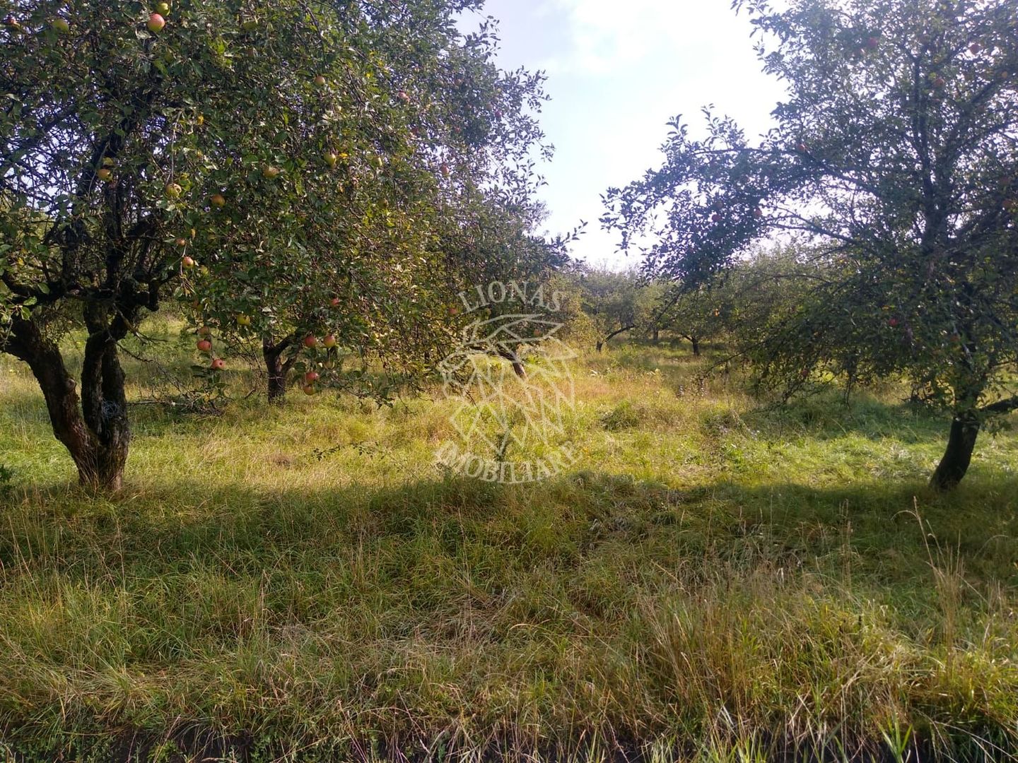 Teren 1500 mp - pretabil cabana/investitie - Zona Valea Rusului - Poză 1