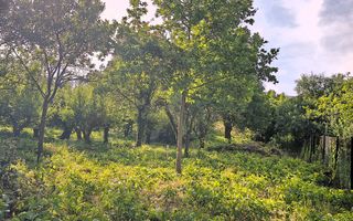 Teren intravilan 10 ari, zona Grigore Ureche, PUZ! - Poză 5