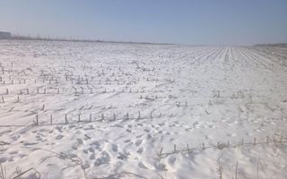Teren intravilan și extravilan de 10.000 mp în Voinesti, Iași - Poză 4