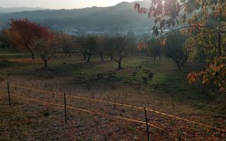 TEREN INTRAVILAN 10385 MP, MARCUS, CAMPULUNG - Poză 2