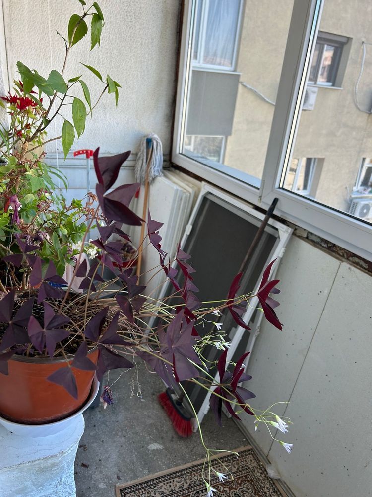 Vanzare 3 camere Titan-Nicolae Grigorescu , bloc 1984, 2 bai - Poză 8