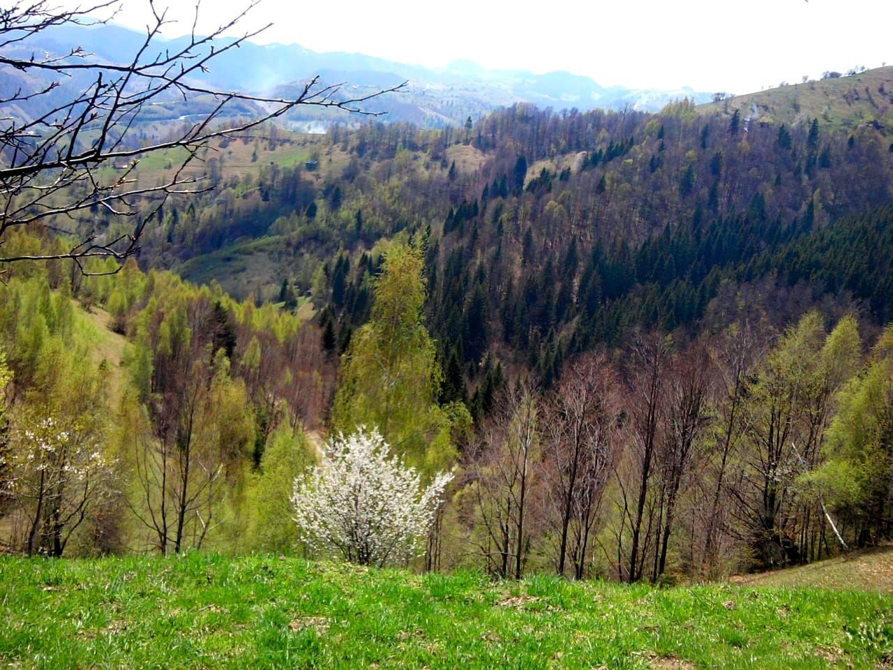 teren intravilan in zona Magura Bran - Poză 24