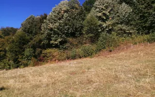 Teren Extravilan 20.000Mp I Stoenești -Vâlcea I Apă Curentă și Pădure - Poză 14