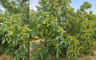 LIVADĂ DE NUCI – 24,5 HA | ȚÎNȚĂRENI, ANENII NOI - Poză 1
