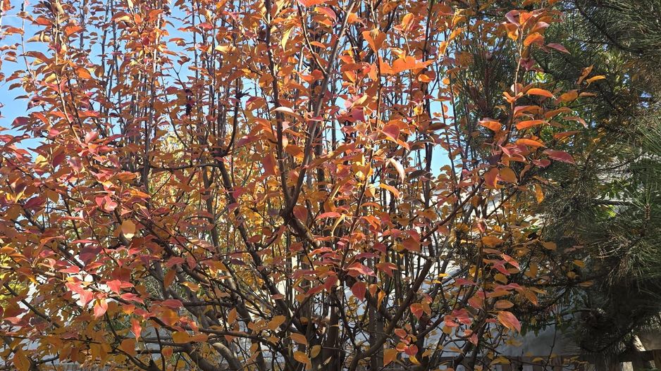 Exclusivitate! Proprietate Sendreni, zona linistita, 69.000 EUR - Poză 16