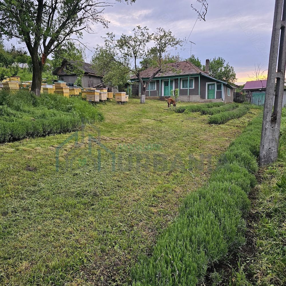 Casă cu teren intravilan de 5000 mp, livadă tânără și vie productivă, în Roșu, comuna Răducăneni, județul Iași - Poză 8