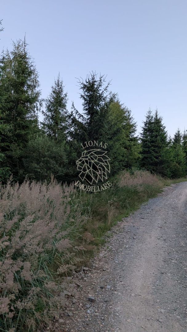 Teren 19,500 mp (1,95 Ha)-curent-ideal cabane-Colibita - Poză 3