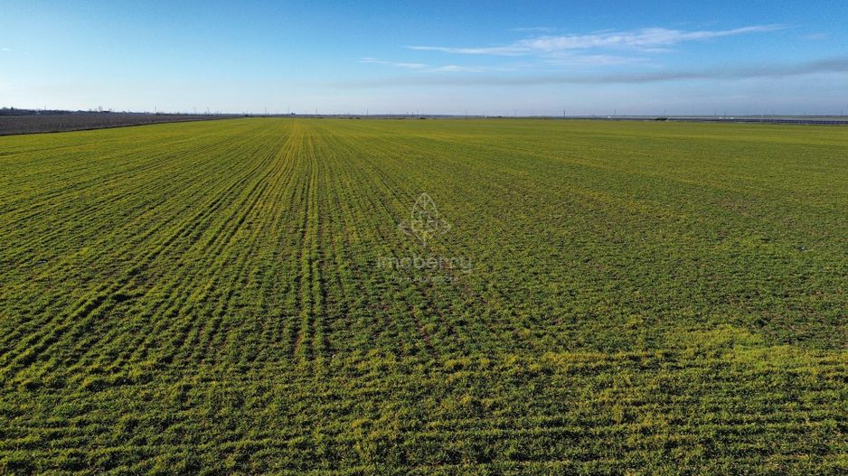 Vând teren extravilan – 11 ha, sat Valter Mărăcineanu, jud Giurgiu - Poză 5