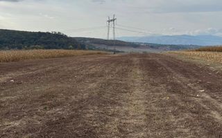 Teren extravilan de vânzare | Daia | 8.000 mp | agricol - Poză 3