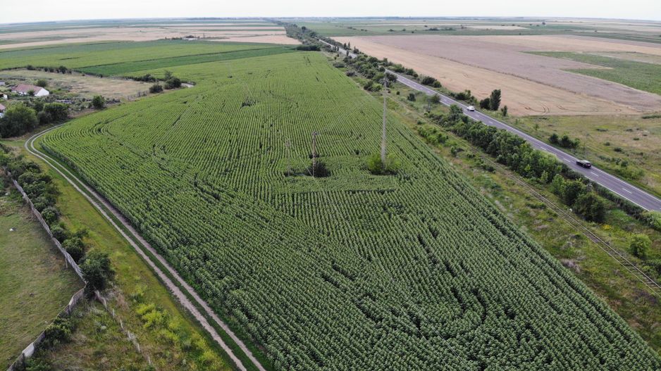Vand Teren Extravilan Becicherecu Mic(zona industriala) 18.000mp,Utilitati - Poză 1