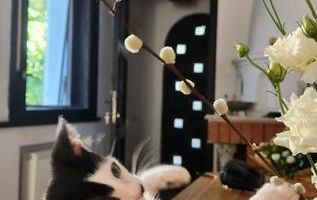 Casa cu gradina Icoanei - Poză 12