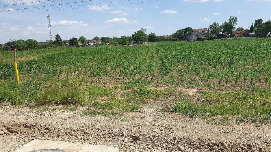 Teren intravilan 1.000 mp | Moara Vlăsiei | Strada Berzei - Poză 3