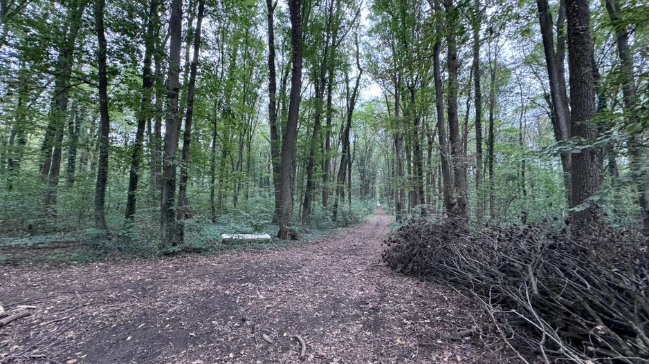 192842 mp teren in Padurea Baneasa proiect exclusivist - Poză 12