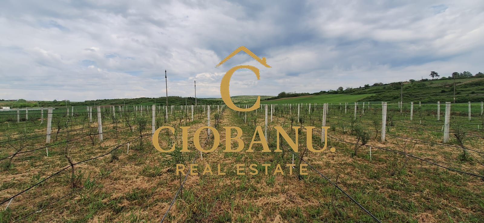Teren intravilan cu PLANTATIE DE GOJII de vanzare in Racari - Poză 12