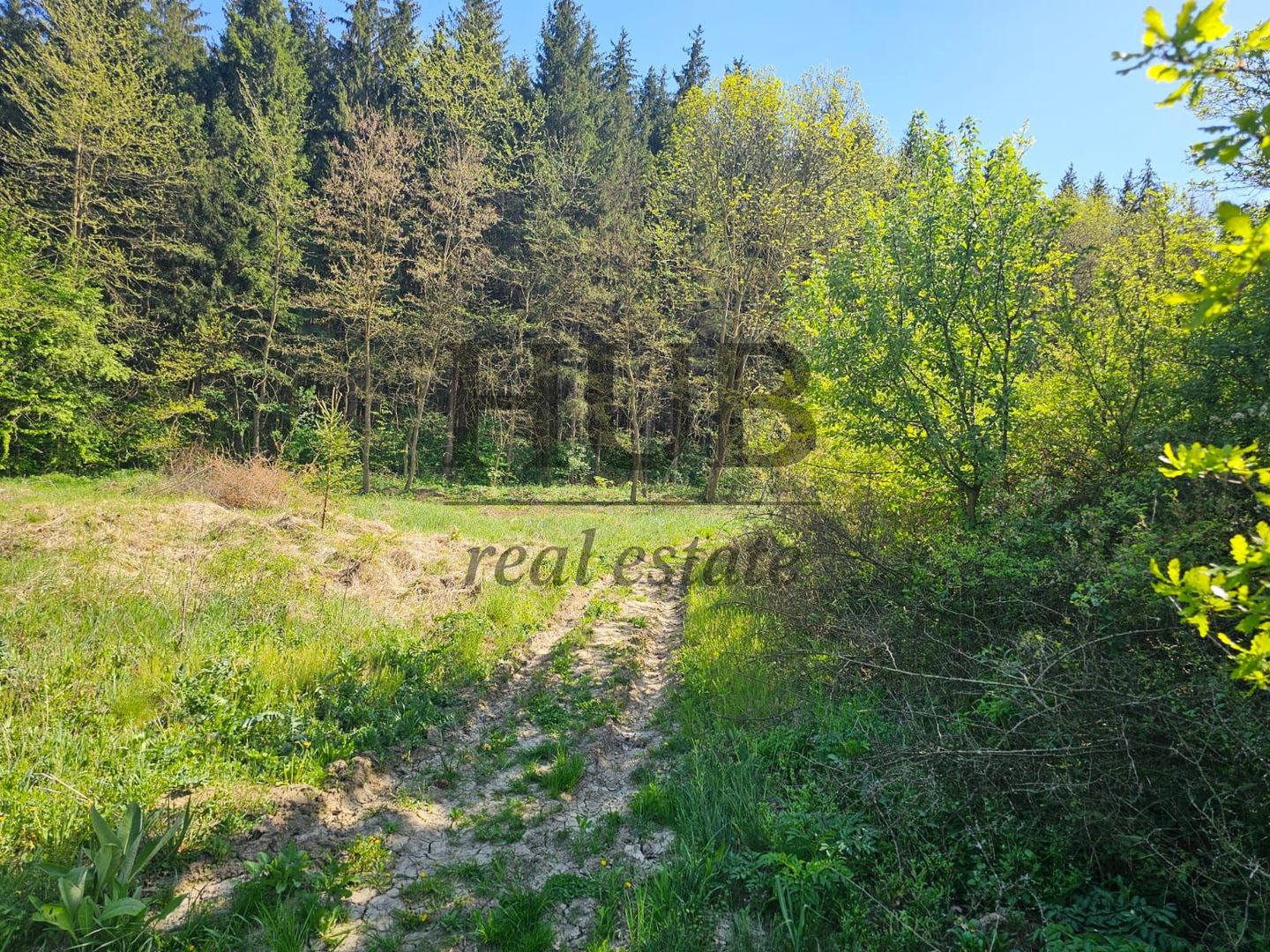 Teren intravilan | langa padure si parau | Luncani/Bacau - Poză 2