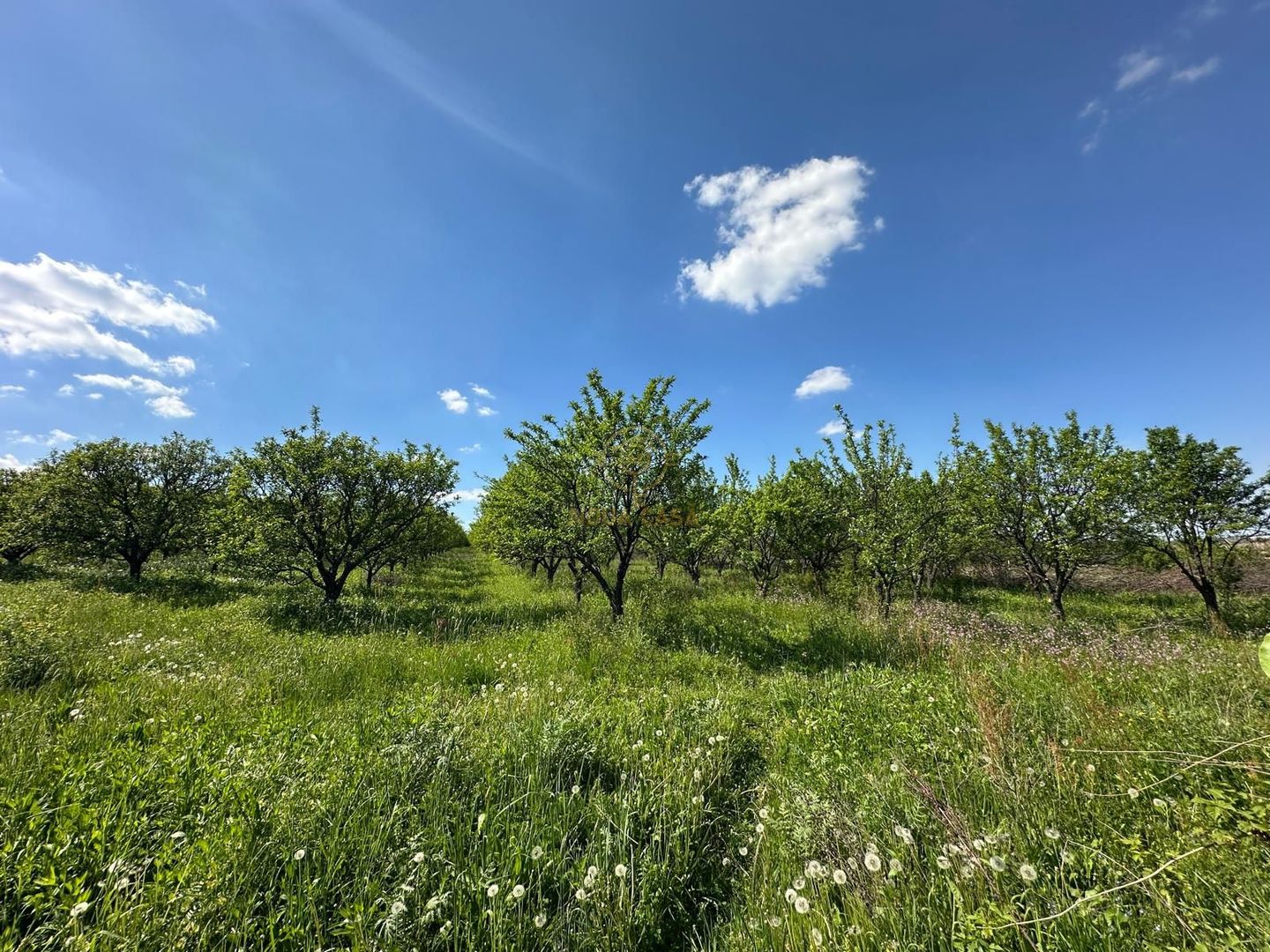 De vanzare Teren 20000MP cu sere/solarii și plantații - Poză 5