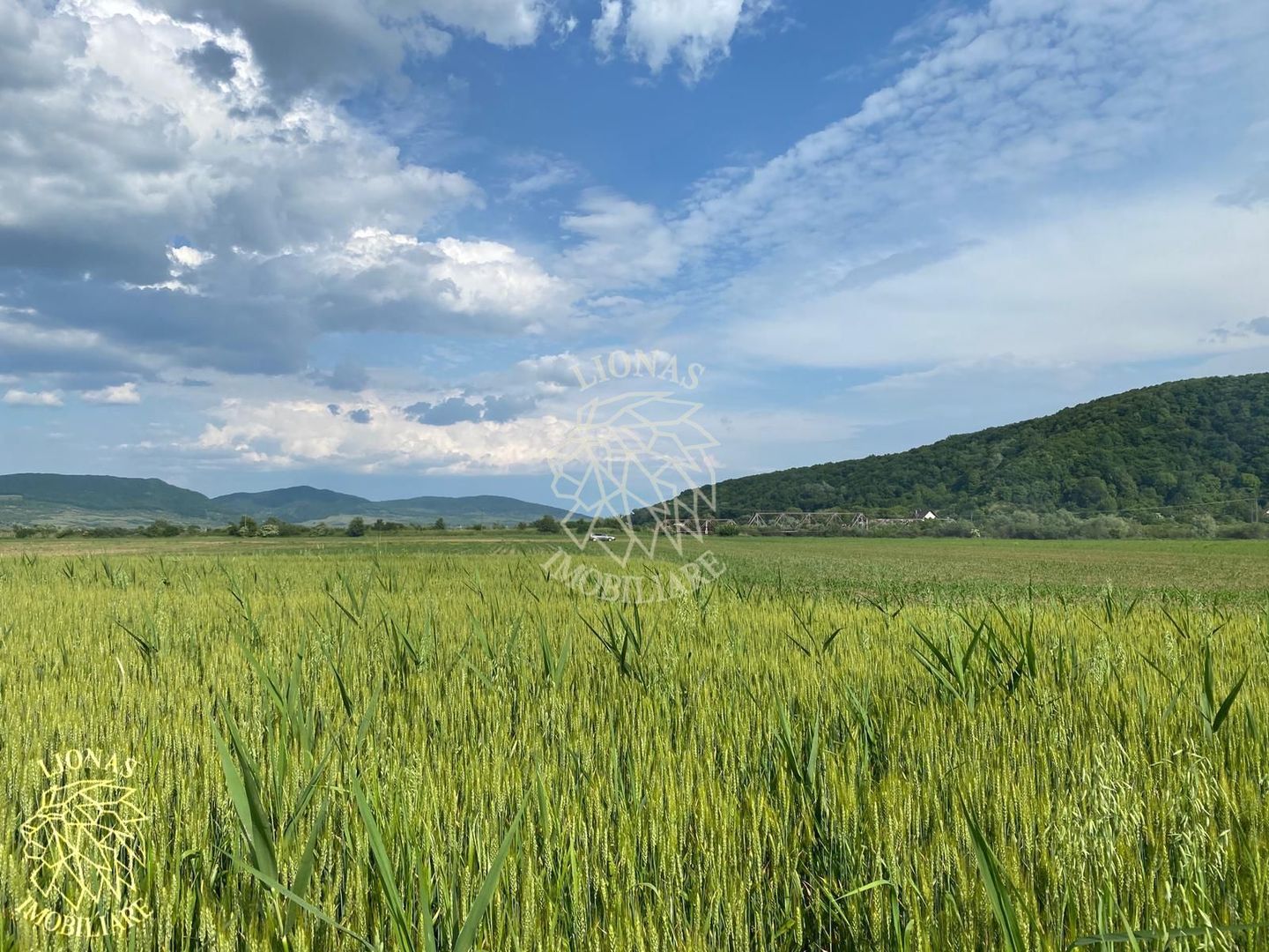 Teren -4.300 mp - Arabil - Chintelnic - Poză 1