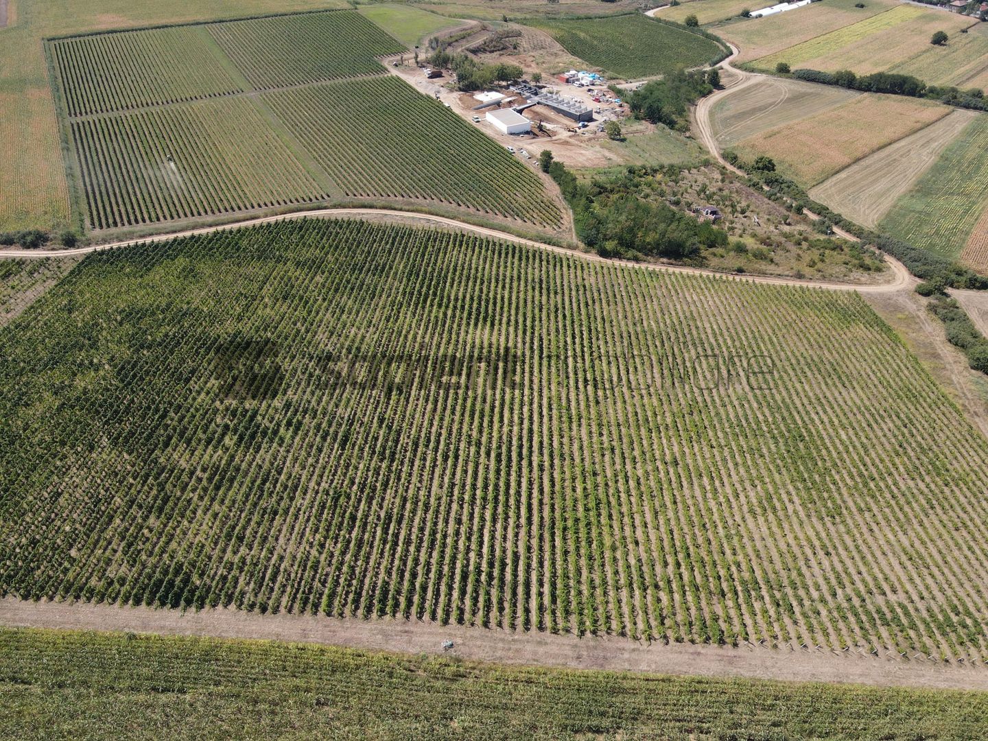 Sapient | Teren cu plantație de vie în loc. Diosig, jud. Bihor - Poză 2