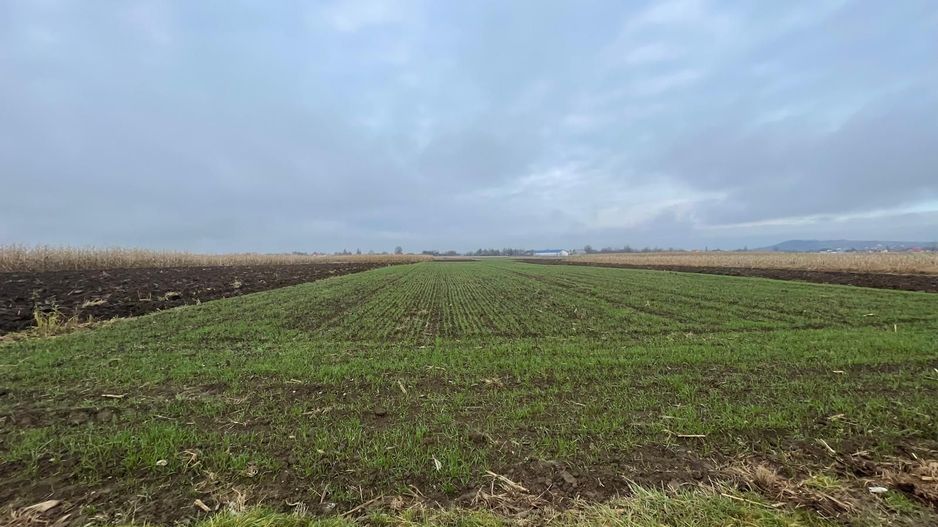 TEREN EXTRAVILAN 13 ARI | FRONT STRADAL 13 M | MARGINEA - Poză 2