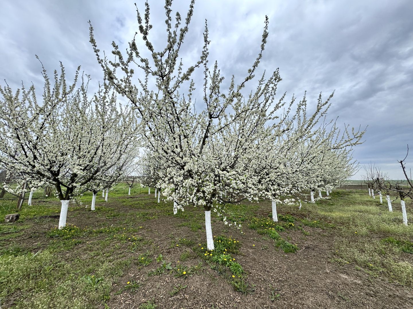 Livada+gradina, teren intravilan 2902mp, Damienesti-Bacau, comision 0 - Poză 2