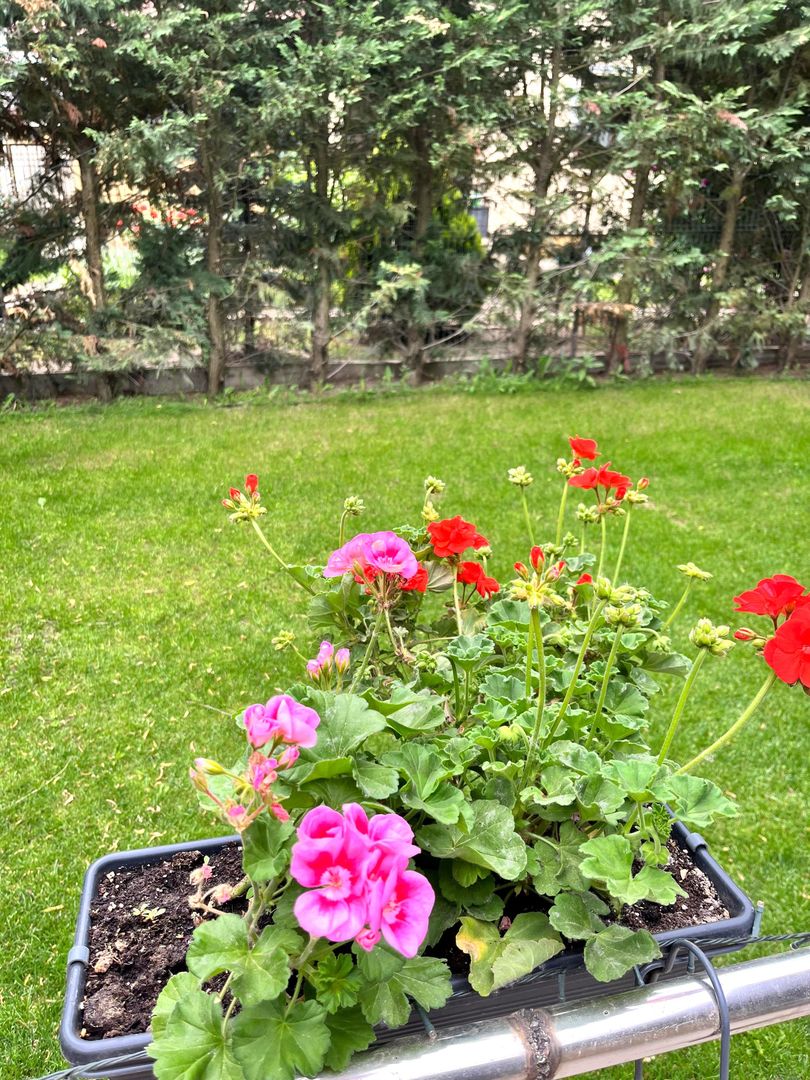 Casa individuala 4 camere  Balotesti Good Afternoon Residence - Poză 23