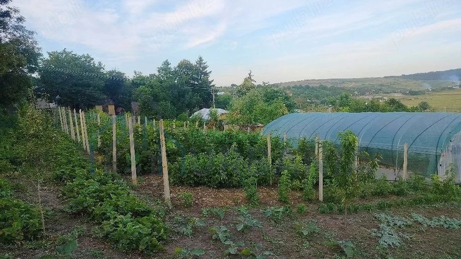 Teren intravilan de 1550 mp în localitatea Buznea, strada Corneliu Coposu - Poză 5