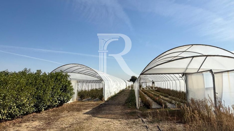 Teren intravilan agricol | 7029 mp | Satu Nou | Bihor - Poză 12