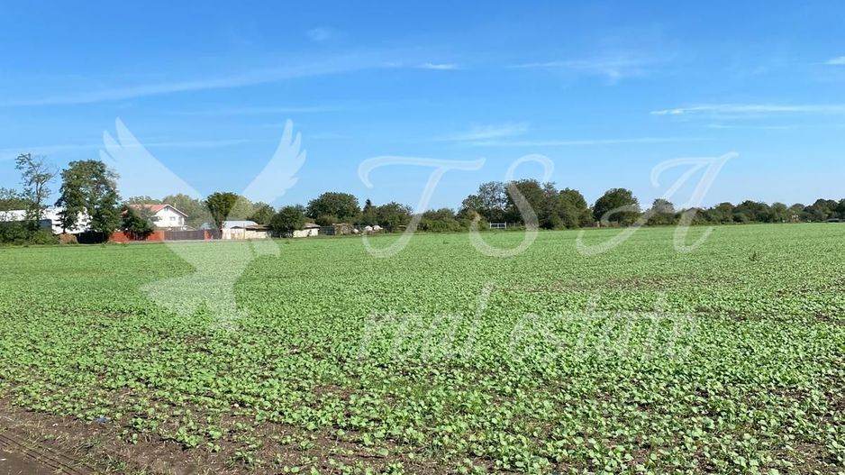 Teren Intravilan 825mp Cu dubla deschidere si Drum de servitute, Dascalu  Ilfov - Poză 7