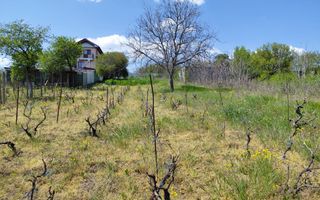 Teren intravilan 3.250 mp în Filești – Ideal pentru casă sau investiție! - Poză 2