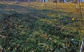 Teren intravilan 3000 mp - Corunca - Poză 8