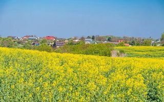 1000mp teren intravilan Caciulati - Poză 2