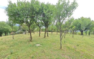 Teren de vânzare | Suprafață 10.040 mp | 2.500 € / ar | Strada Nucului - Poză 4