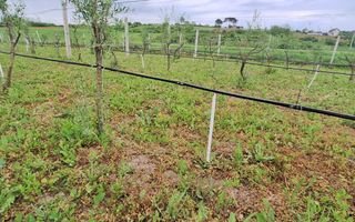 Teren intravilan cu PLANTATIE DE GOJII de vanzare in Racari - Poză 15
